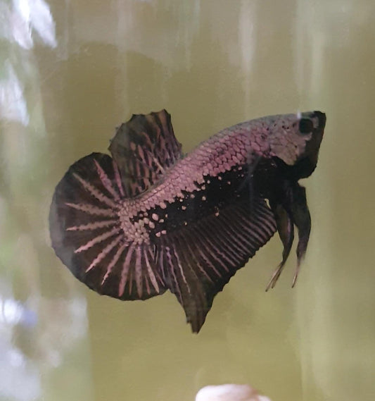 HMPK Black Samurai #BS05