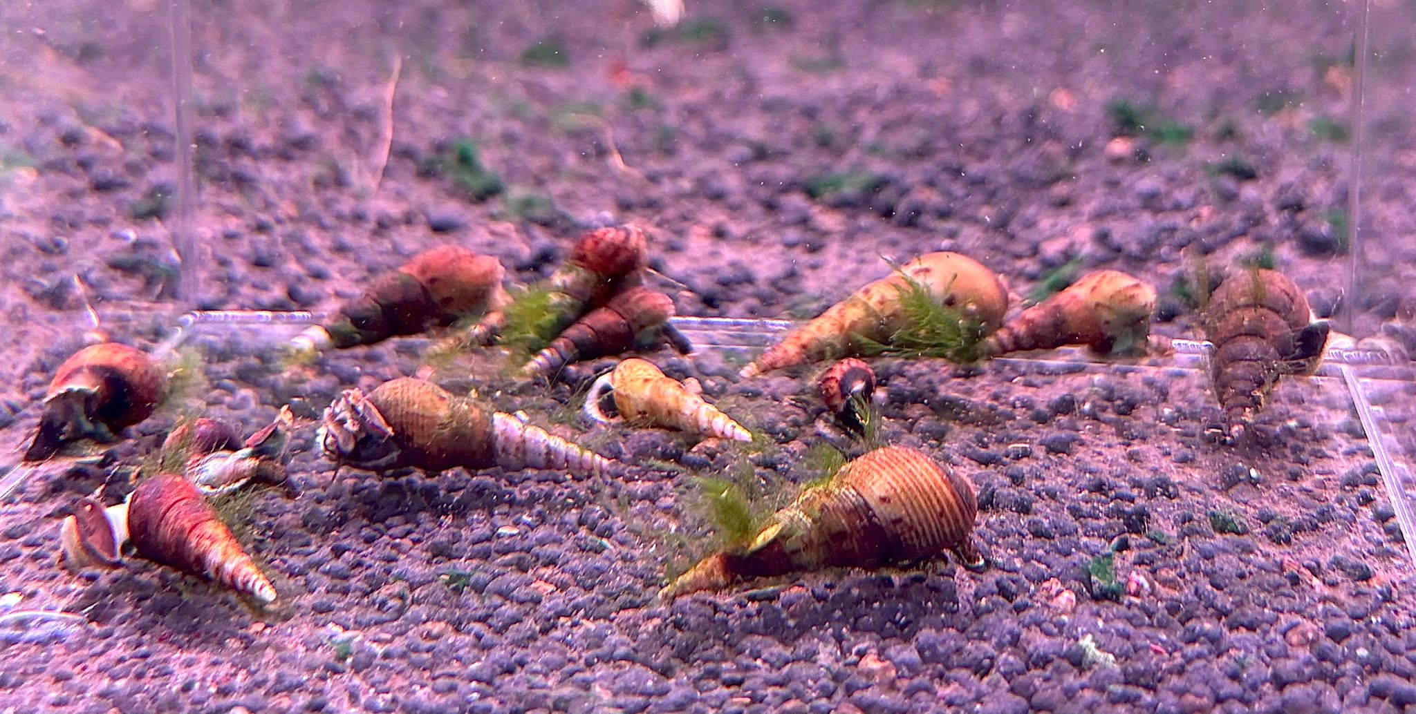 Faunus Ater "Algae Tail"