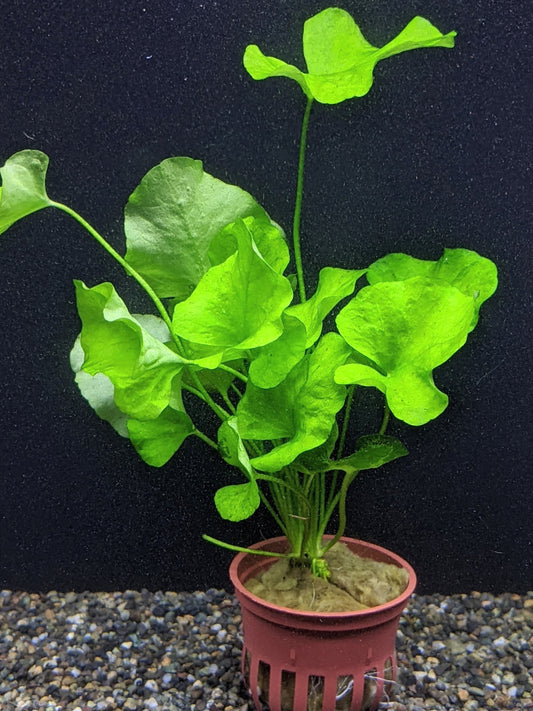 Nymphoides Hydrophylla 'Taiwan Lily'