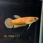 Betta cf. Compuncta #101 (Pair)