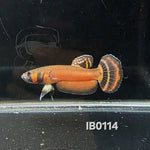 Macrostoma Male (IB114)