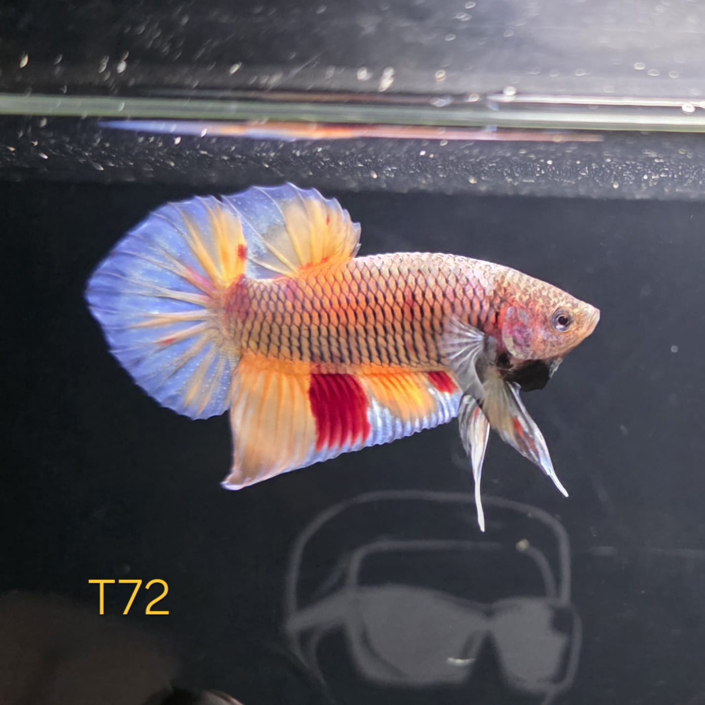 HMPK x Wild Nemo #T72