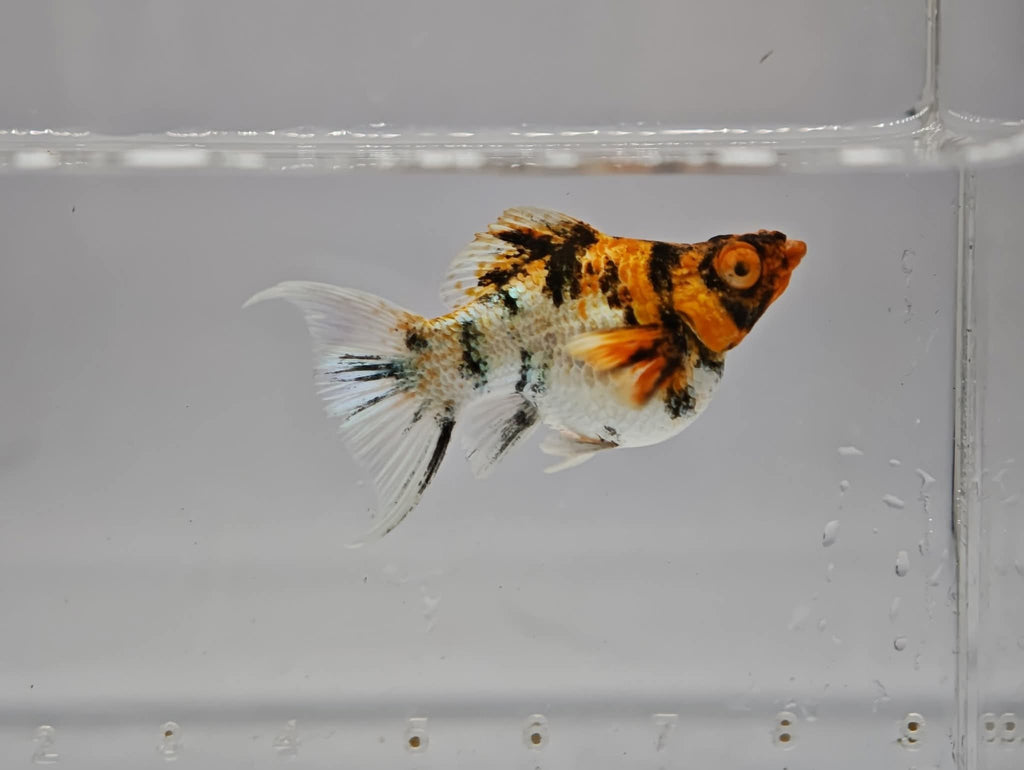 Poecilia Sphenops "Balloon"