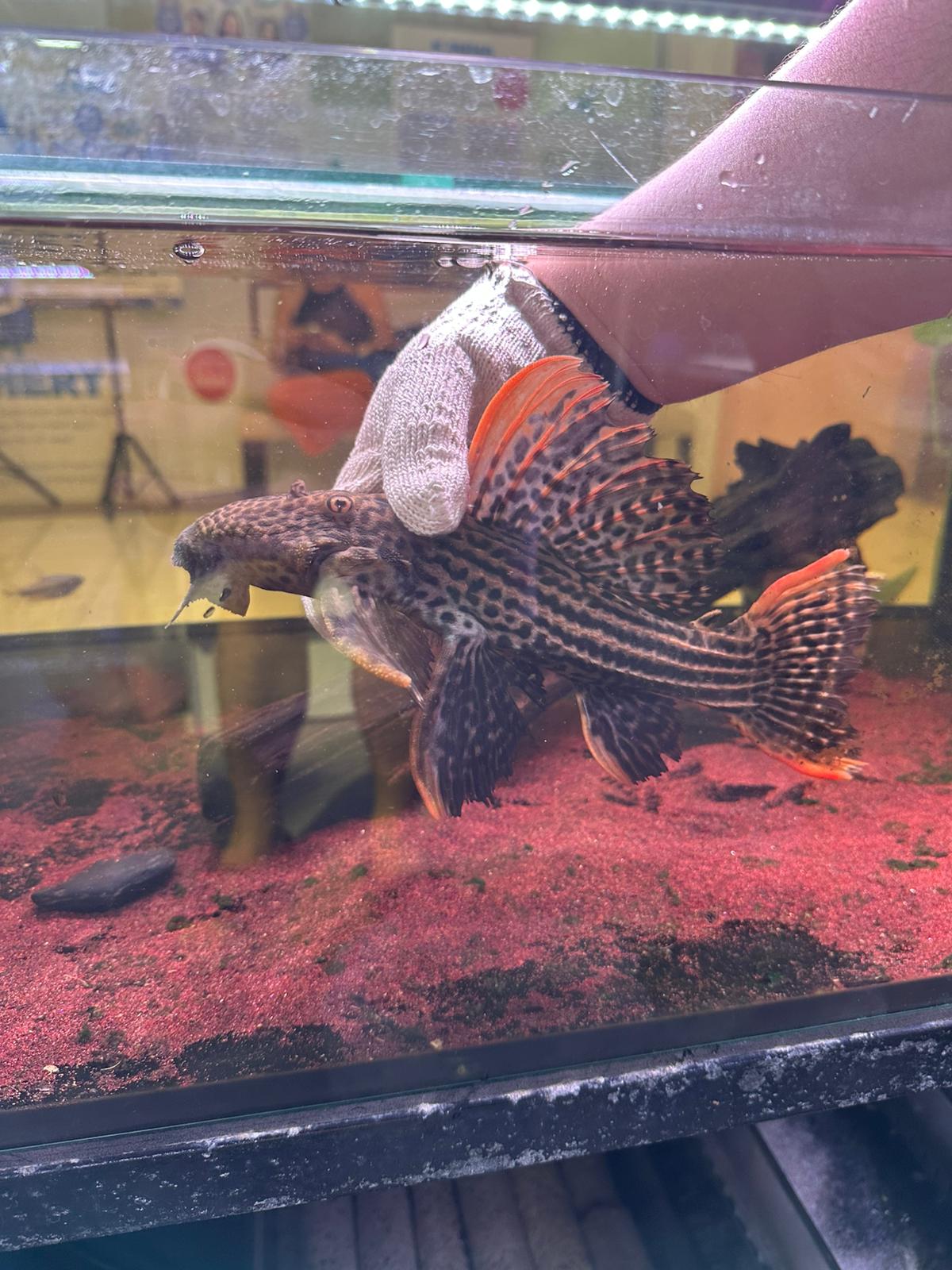 Pseudacanthicus Pirarara L25