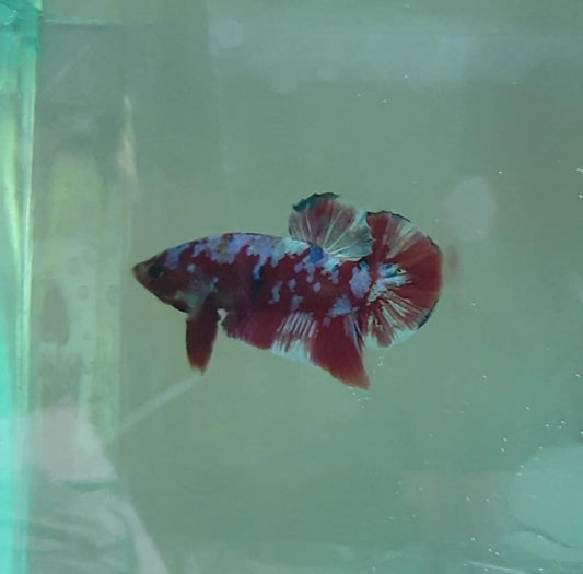 HMPK Barongsai #BRG05