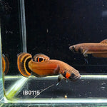 Macrostoma Male (IB115)