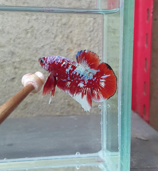 HMPK Barongsai #BRG03