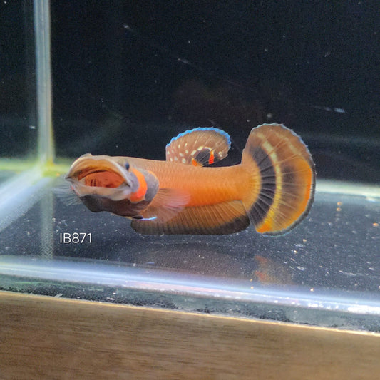 Macrostoma Male (IB871)