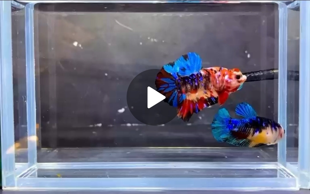 HMPK Black NM Galaxy Pair