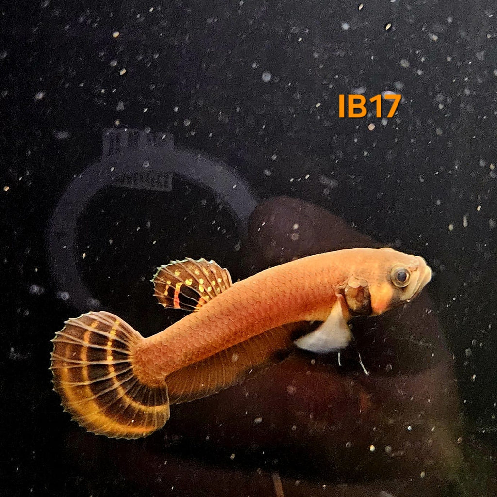 Betta Macrostoma #17 (Male)