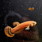 Betta Macrostoma #17 (Male)