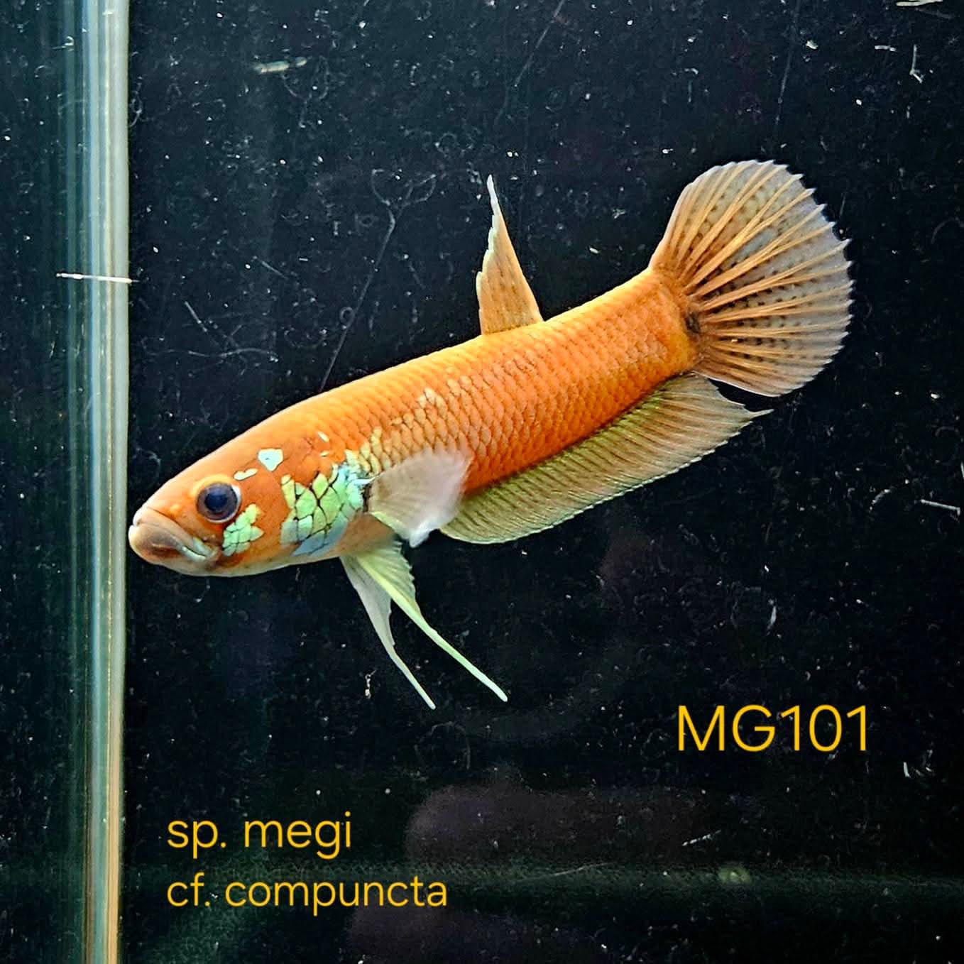 Betta cf. Compuncta #101 (Pair)