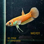 Betta cf. Compuncta #101 (Pair)