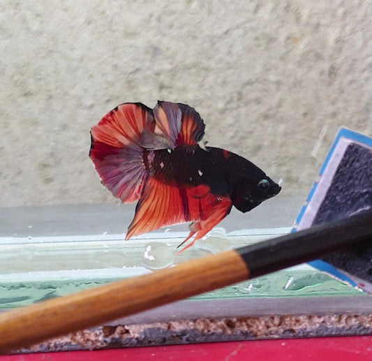 HMPK Avatar Nemo #AV01