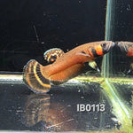 Macrostoma Male (IB113)