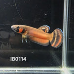 Macrostoma Male (IB114)