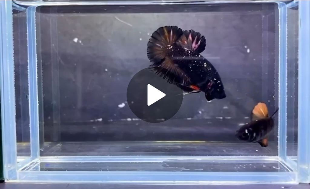 HMPK Black Avatar NM Pair