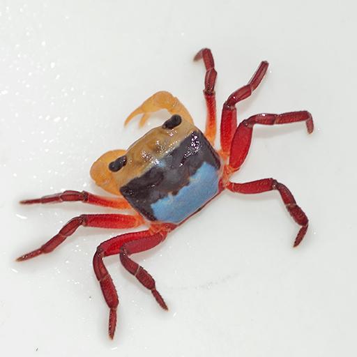 Lepidothelphusa sp. Tricolour Borneo