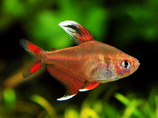 Hyphessobrycon Rosaceus