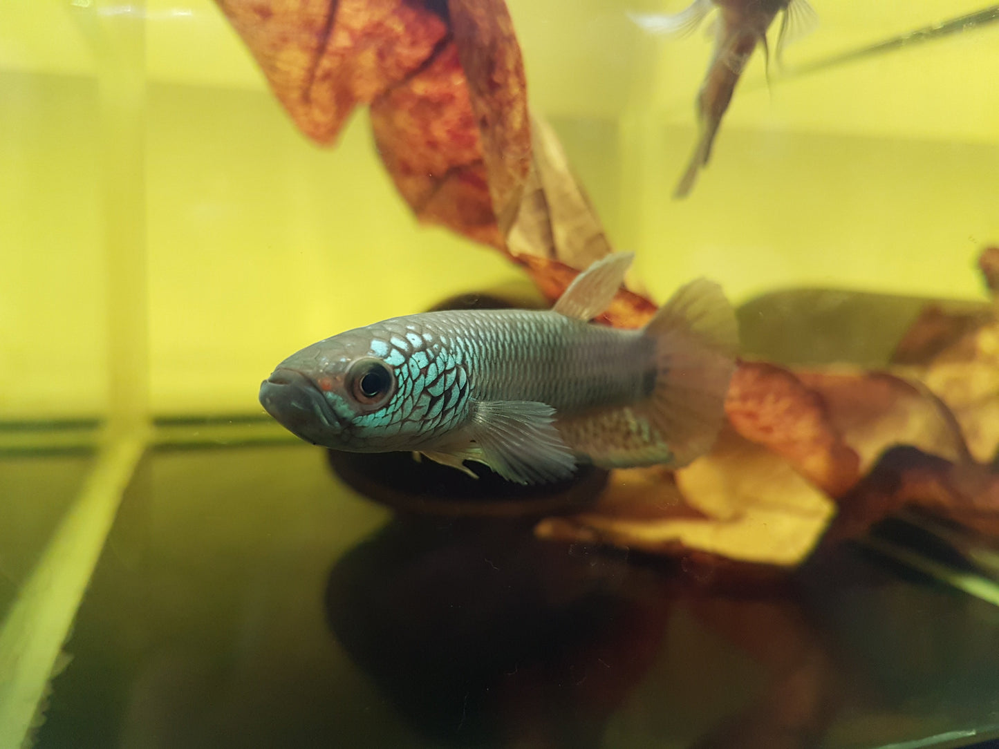 Betta sp. Antuta