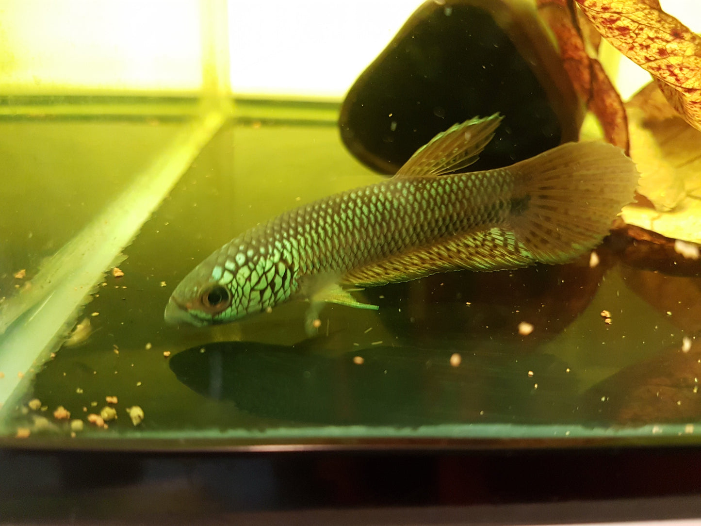 Betta sp. Antuta