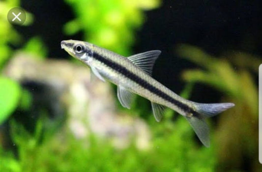 Crossocheilus Oblongus