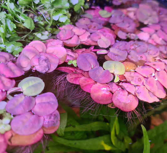 Phyllanthus Fluitans