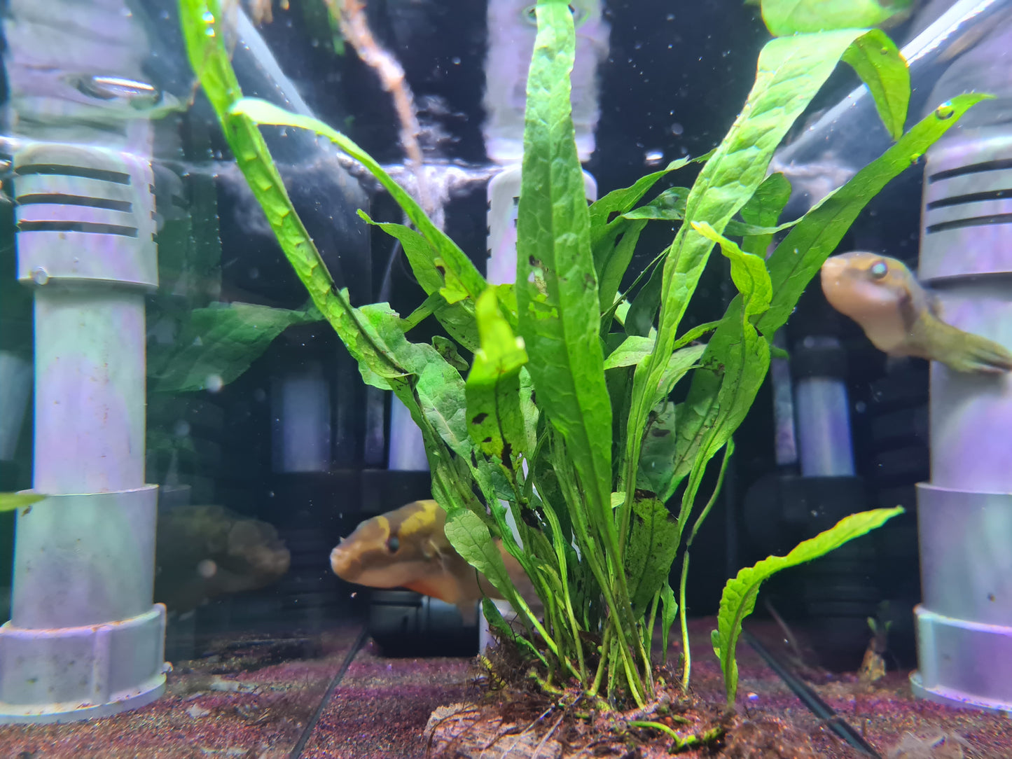 Carinotetraodon Borneensis