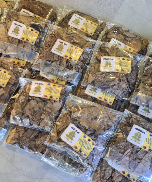 Pagoda - Catappa Leaf (KTP) 100G
