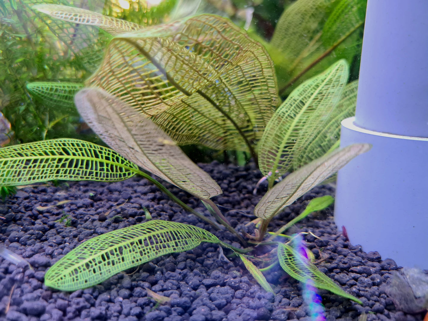 Aponogeton Madagascariensis