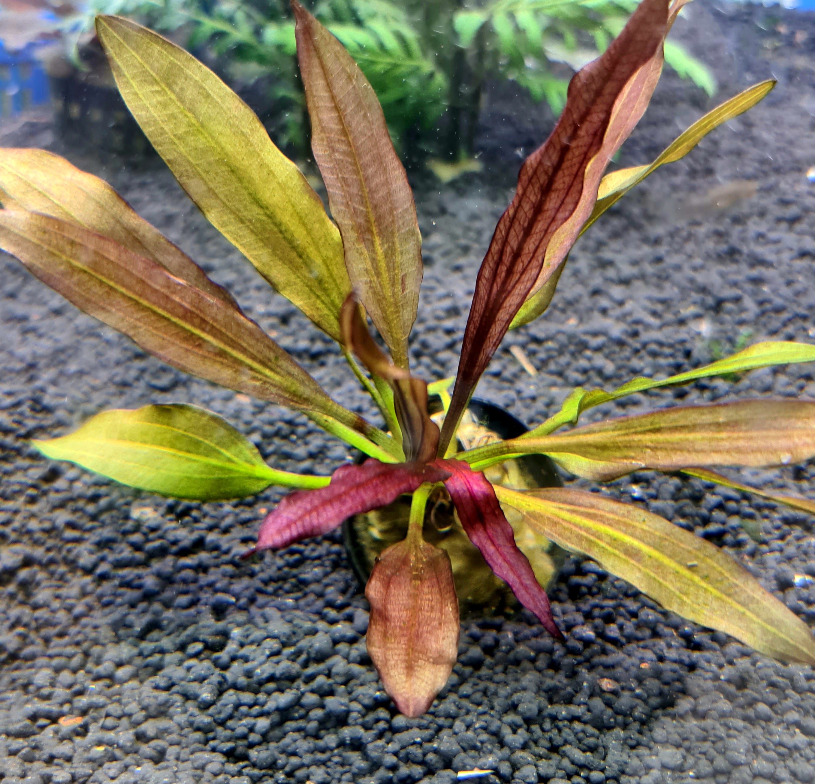 Echinodorus 'Red Rubin'