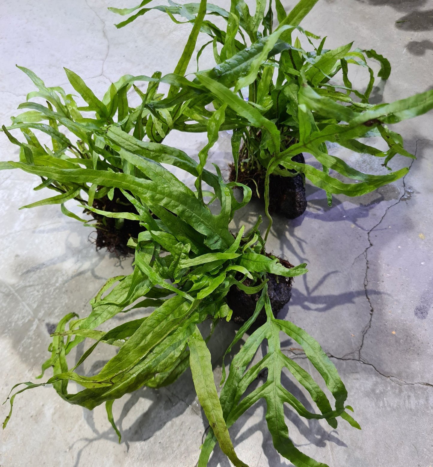 Microsorum Pteropus var. Trident - Rock