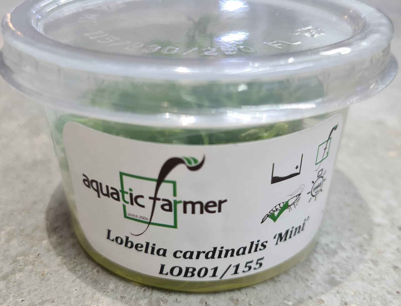 Aquatic Farmer - Lobelia Cardinalis 'Mini'