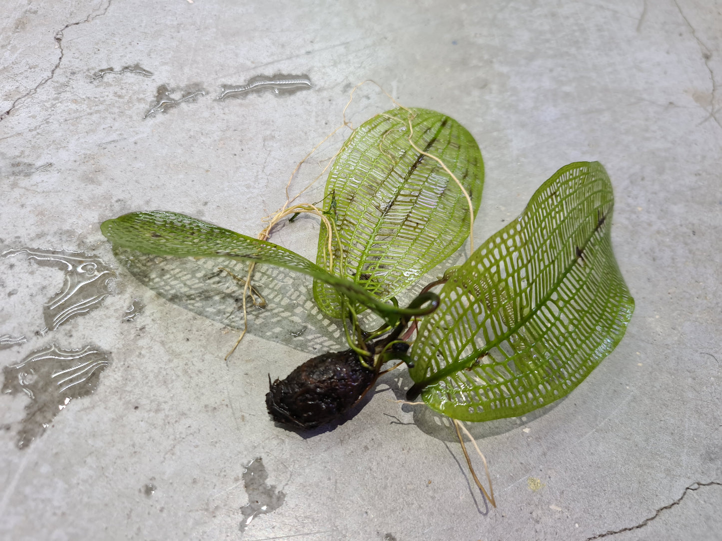 Aponogeton Madagascariensis