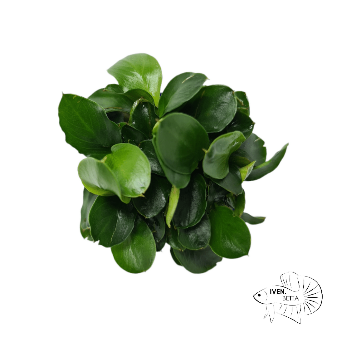 Anubias Barteri var. Petite Nana