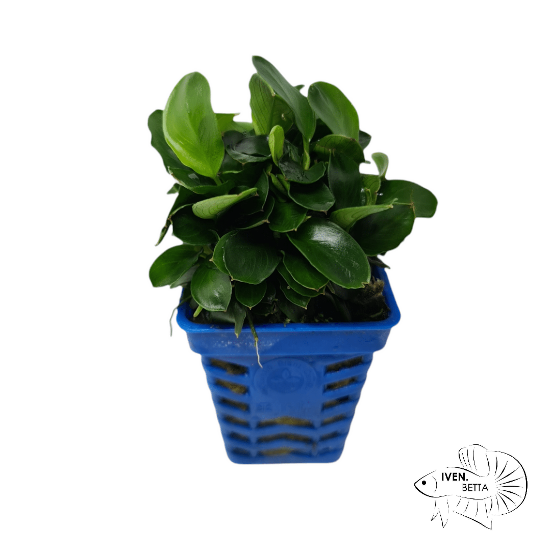 Anubias Barteri var. Petite Nana