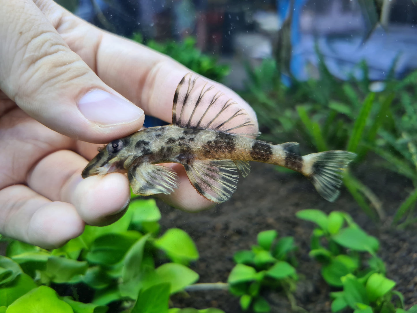 Dekeyseria Brachyura L52 L168