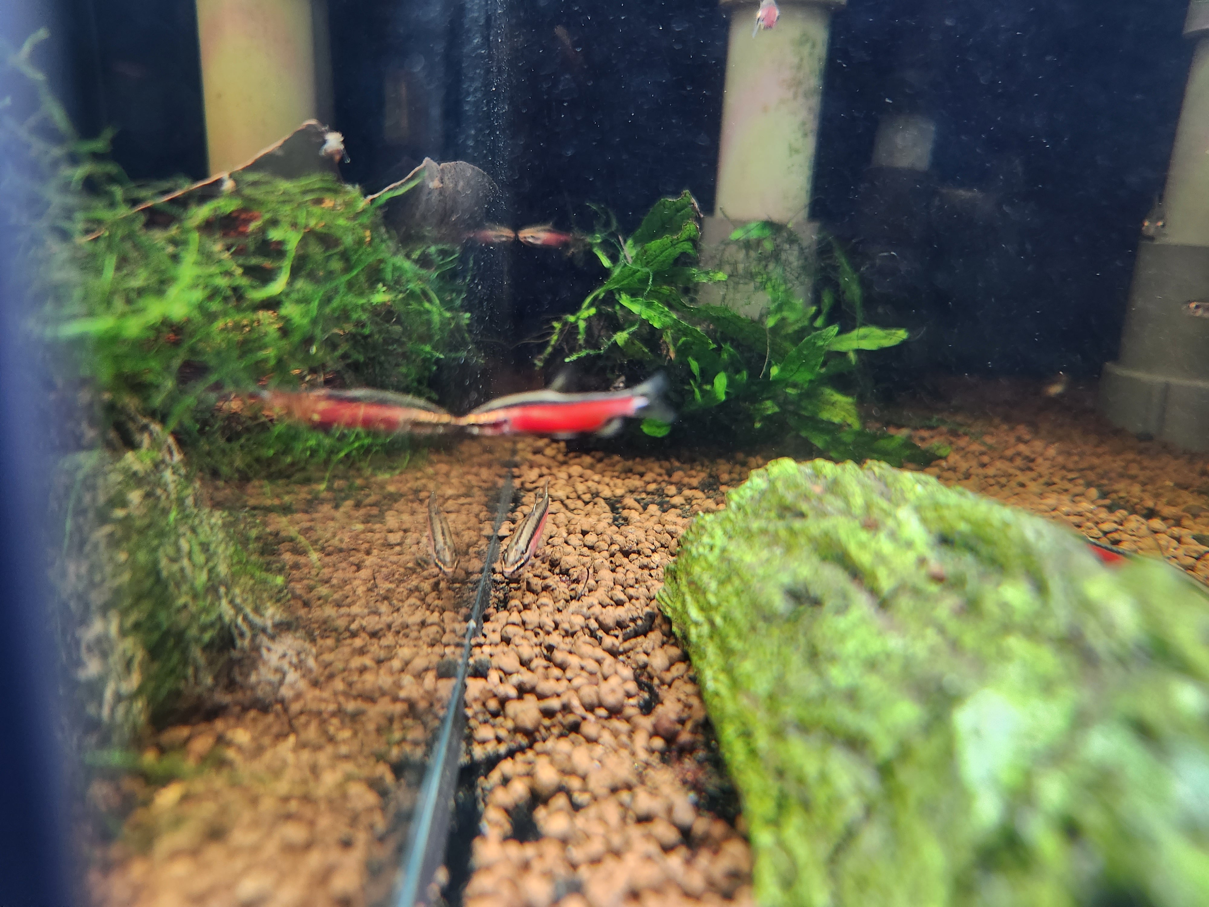 Nannostomus sp. ‘Super Red Cenepa’