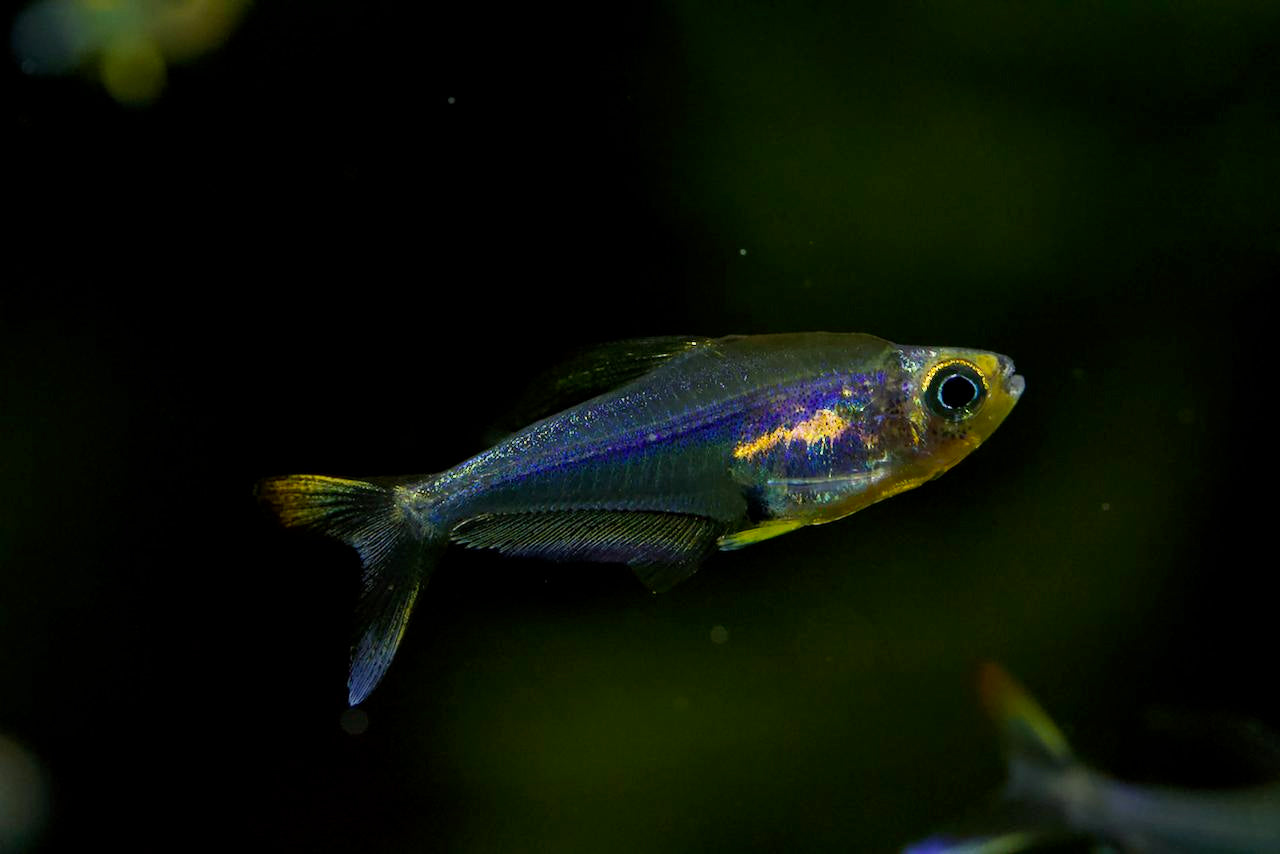 Trochilocharax Ornatus