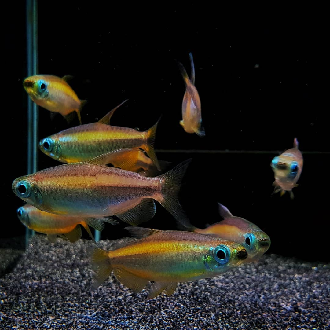 Phenacogrammus Aurantiacus