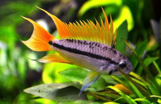 Apistogramma Cacatuoides "Orange"
