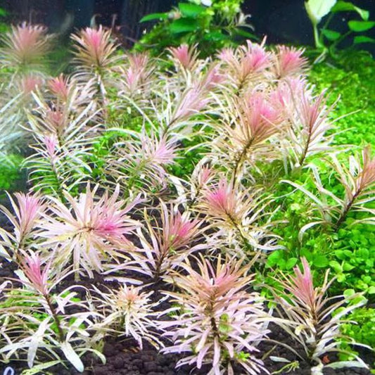 Ludwigia sp. Pink