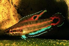 Parosphromenus Allani