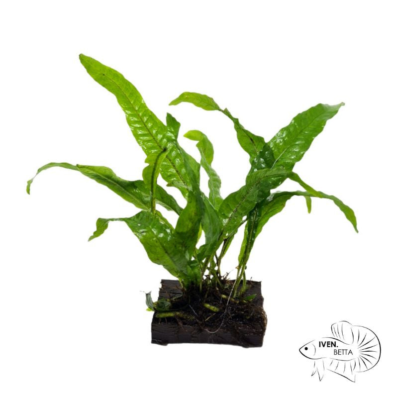 Microsorum Pteropus var. Java