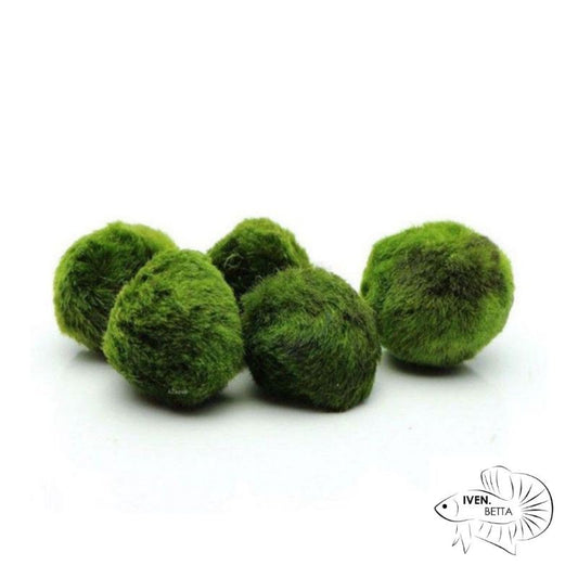 Cladophora Aegagropila 'Marimo'