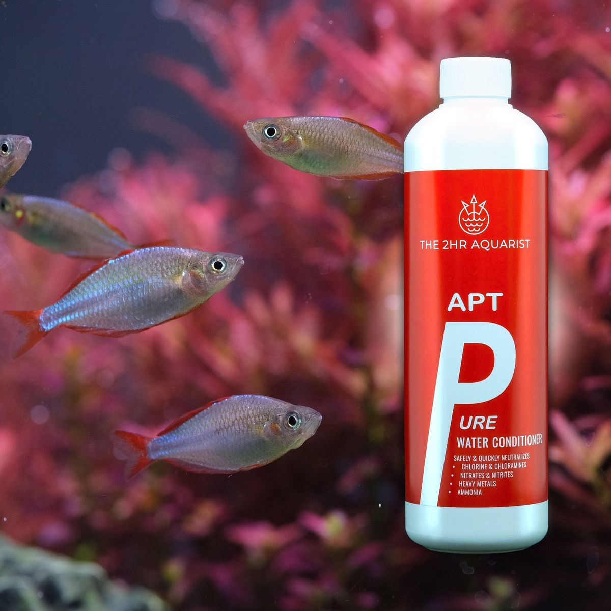 THE 2HR AQUARIST - APT Pure