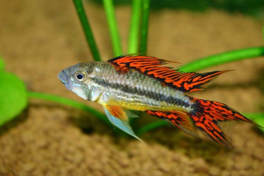 Apistogramma Cacatuoides "Red"