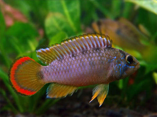Apistogramma Nijsseni