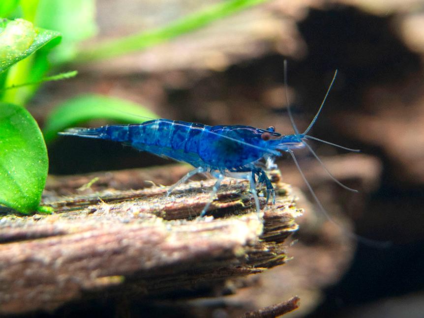 Neocaridina Davidi sp. Blue Dream