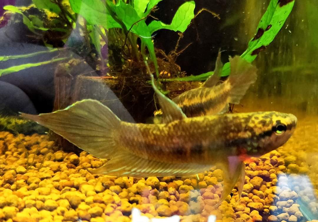 Betta Dimidiata